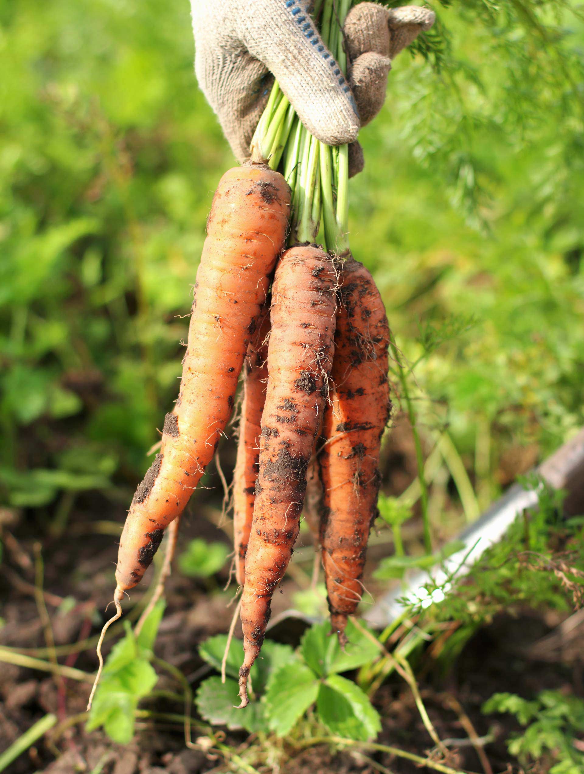 Agricultura ecológica