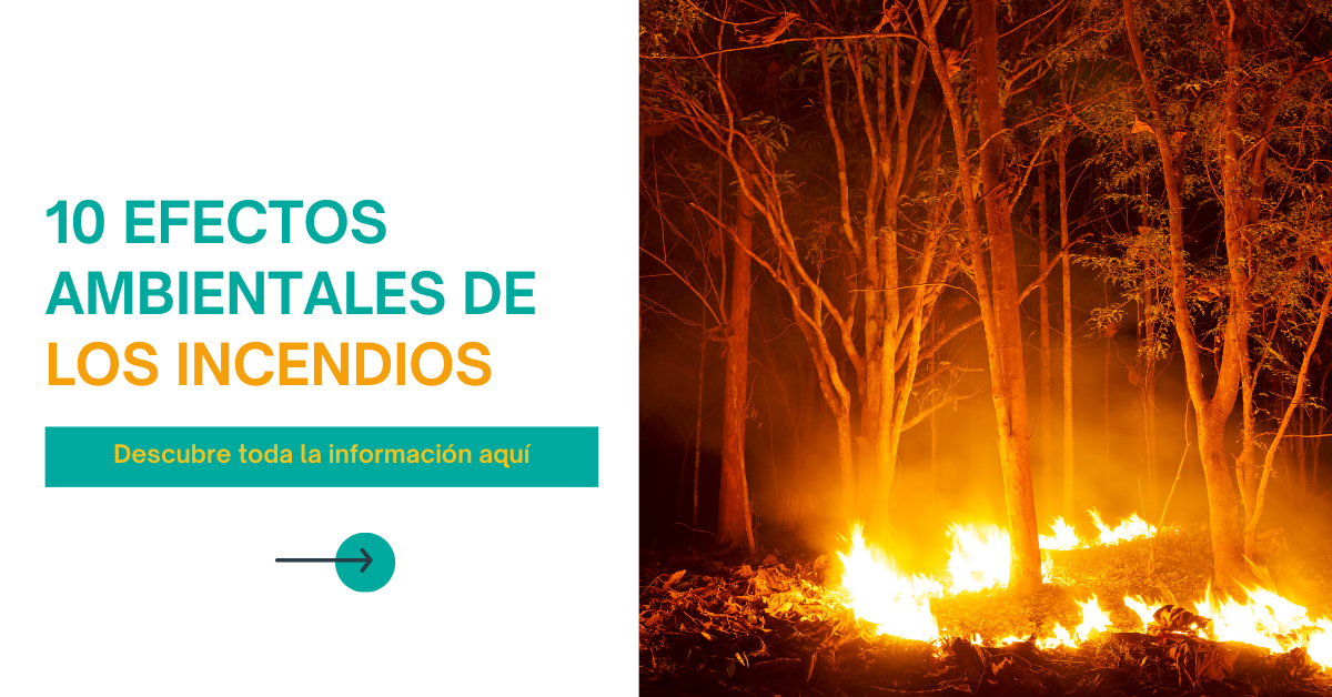 10 Efectos Ambientales de los Incendios